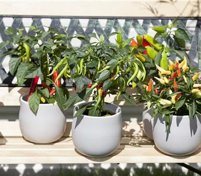 Ein ganzer Garten auf dem Balkon: Gärtnern auf kleinstem Raum Ein ganzer Garten auf dem Balkon: Gärtnern auf kleinstem Raum