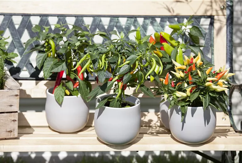 Capsicum annuum Capsicum annuum