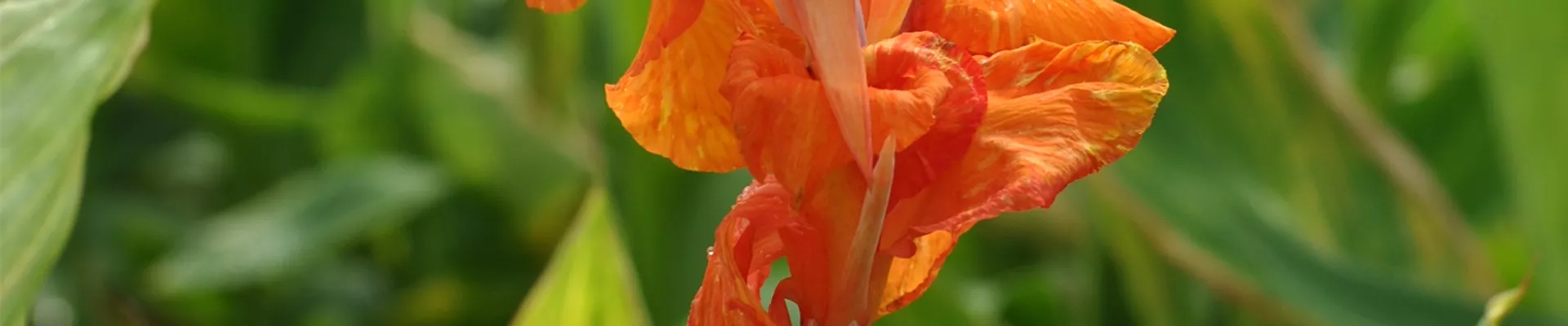 Canna indica 'Pretoria'