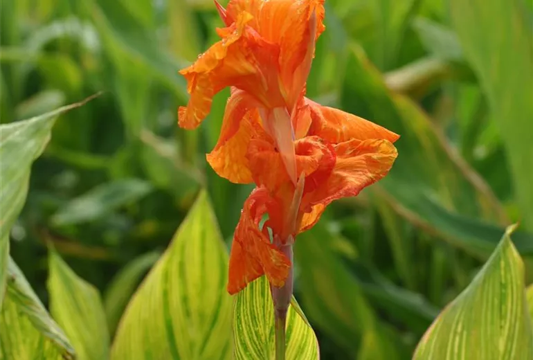 Canna indica 'Pretoria'