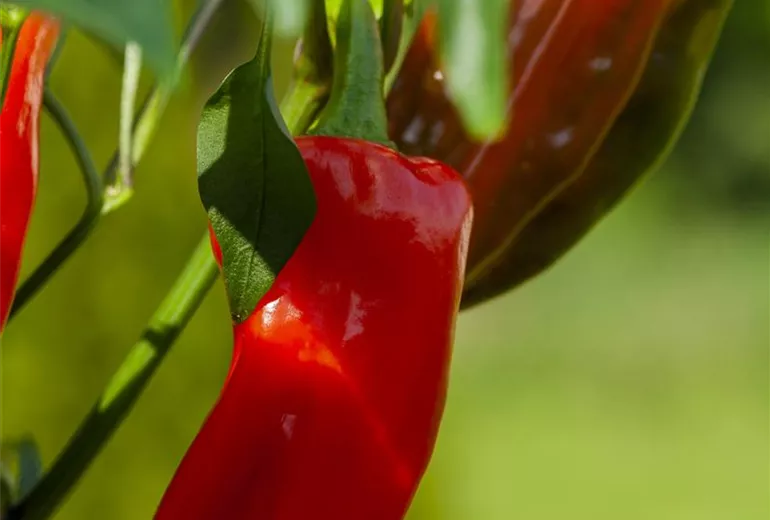 Capsicum annuum