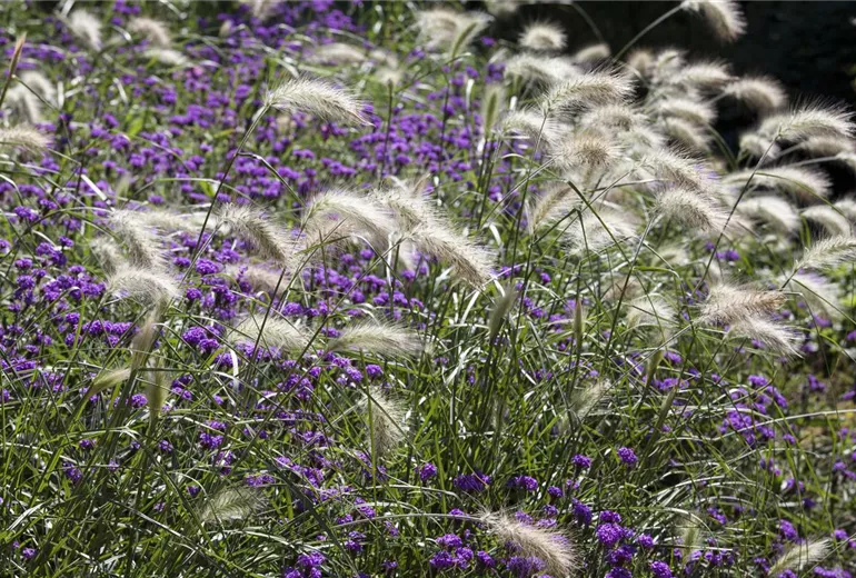Pennisetum alopecuroides Pennisetum alopecuroides