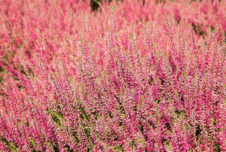 Calluna