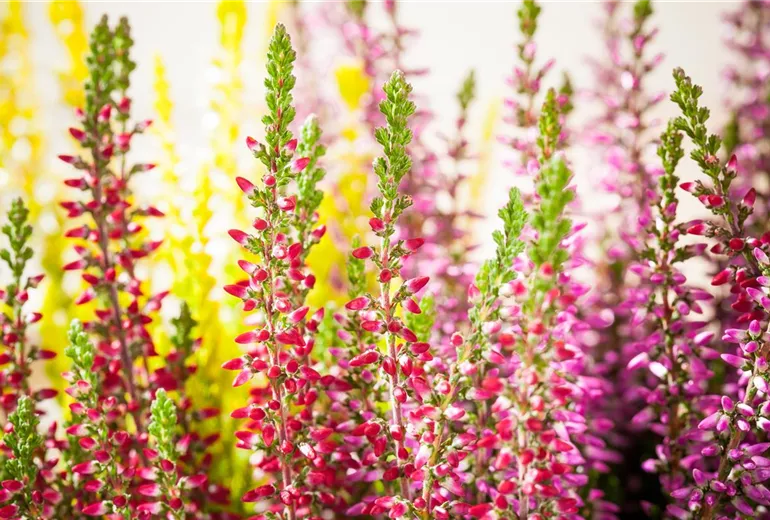 Calluna vulgaris