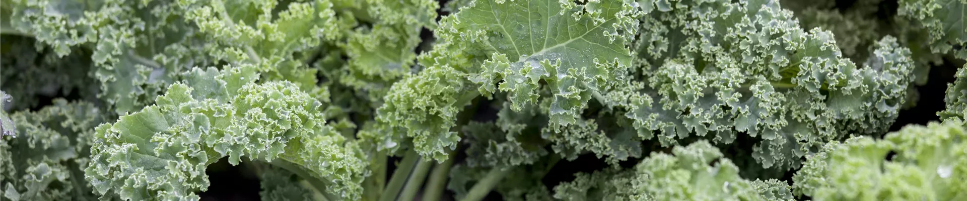 Brassica oleracea var. sabellica 'Halbhoher Grüner Krauser'