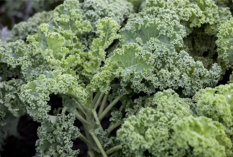 Brassica oleracea var. sabellica 'Halbhoher Grüner Krauser'