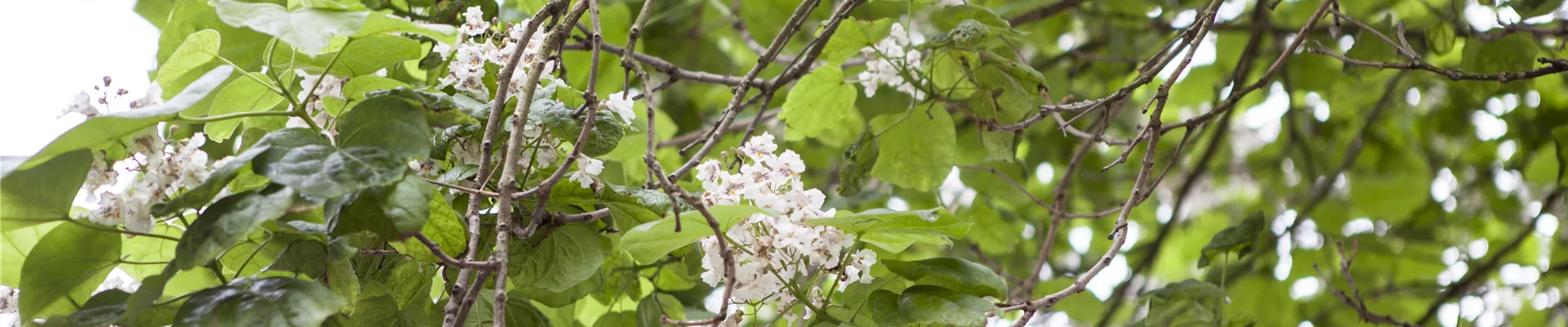 Catalpa