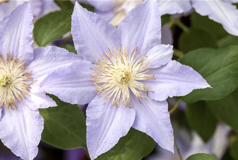 Clematis Clematis
