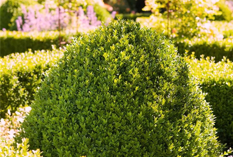 Buxus sempervirens var. arborescens
