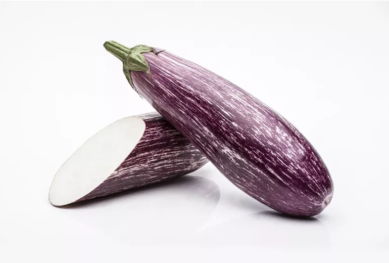 Solanum melongena