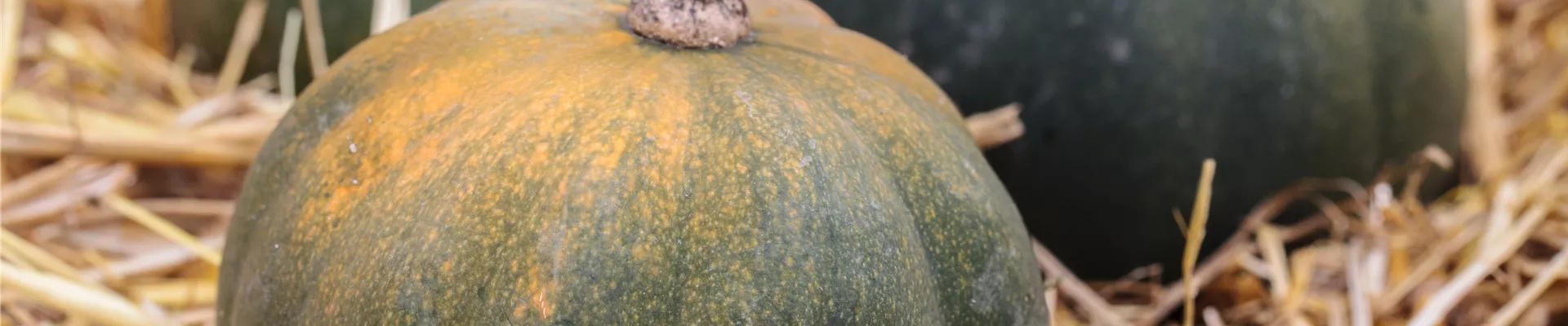Cucurbita moschata