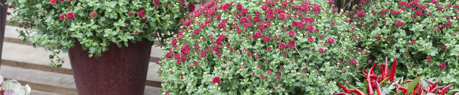Chrysanthemum indicum