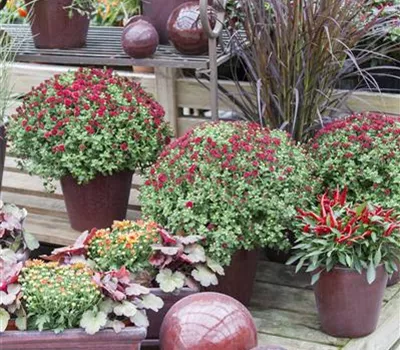 Herbstchrysanthemen Herbstchrysanthemen