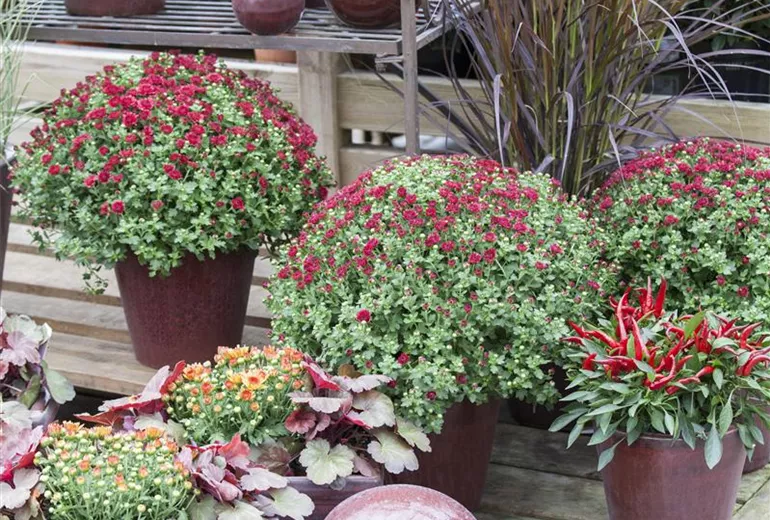 Chrysanthemum indicum