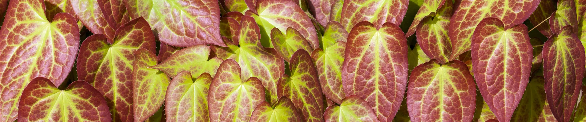 Epimedium grandiflorum