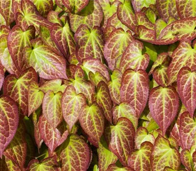 Elfenblume verjüngen Elfenblume verjüngen