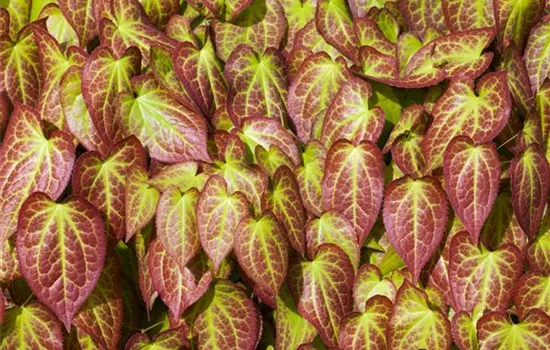 Elfenblume verjüngen Elfenblume verjüngen