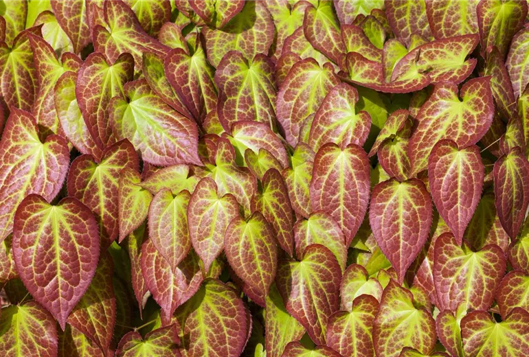 Epimedium grandiflorum