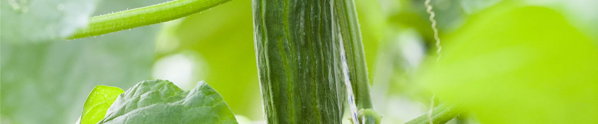 Cucumis sativus Cucumis sativus