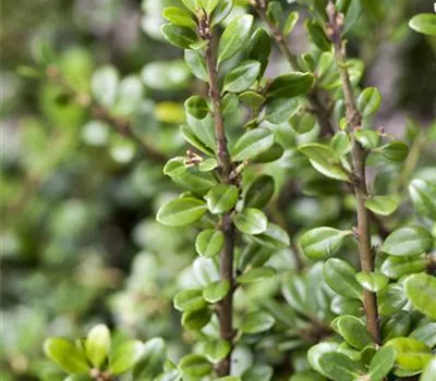 Alternative für Buchsbaum Alternative für Buchsbaum