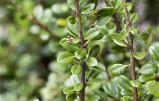 Alternative für Buchsbaum Alternative für Buchsbaum