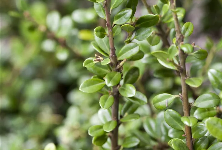 Ilex crenata Ilex crenata