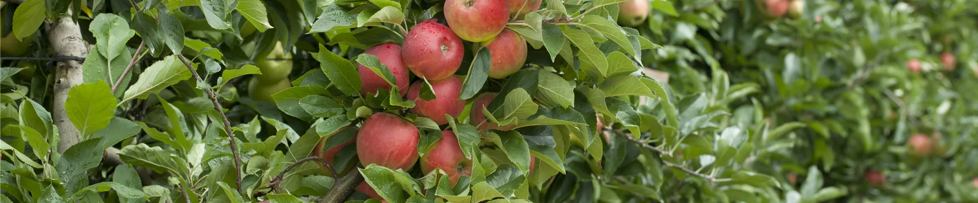 Malus domestica 'Elstar' Malus domestica 'Elstar'