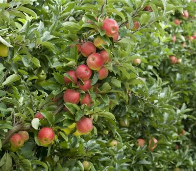 Klebefallen entfernen Klebefallen entfernen