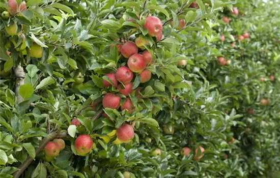 Klebefallen entfernen Klebefallen entfernen