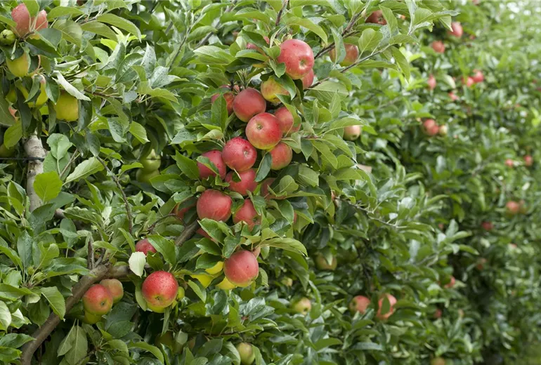 Malus domestica 'Elstar' Malus domestica 'Elstar'