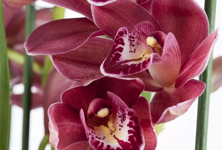 Cymbidium 'Tineke'