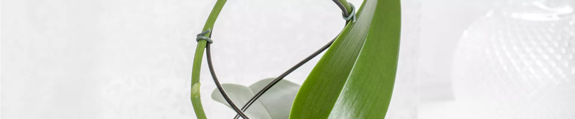 Phalaenopsis, Spirale