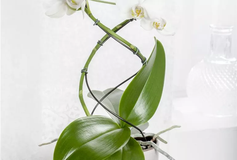 Phalaenopsis, Spirale