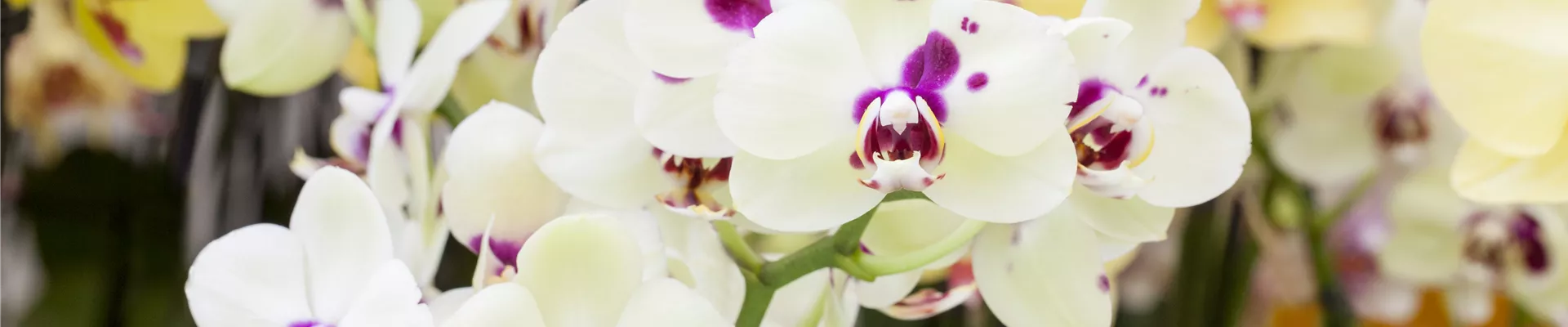 Phalaenopsis Phalaenopsis