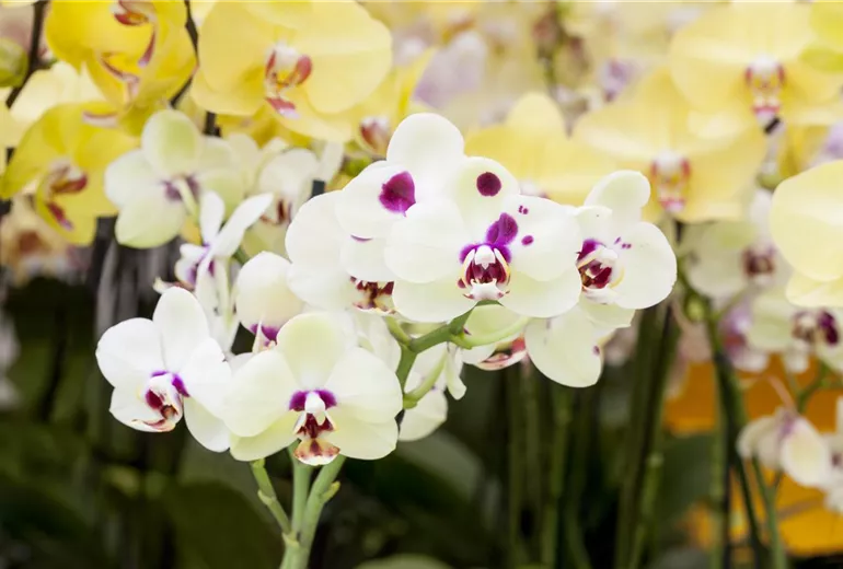 Phalaenopsis Phalaenopsis