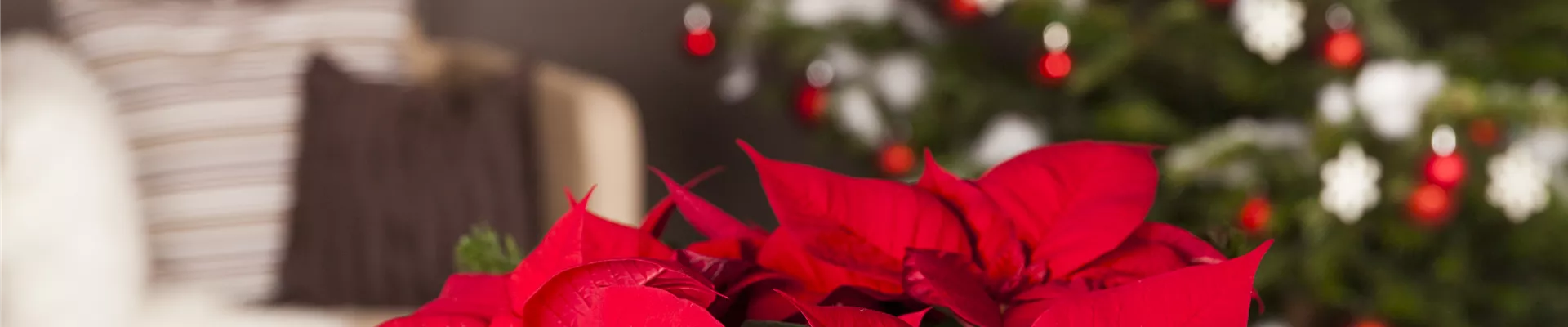 Euphorbia pulcherrima, rot