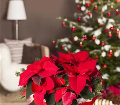 Weihnachtsstern Weihnachtsstern