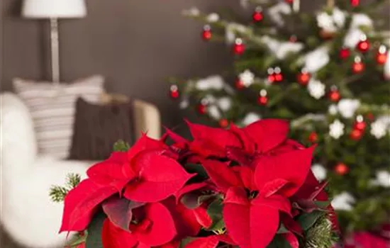 Weihnachtsstern Weihnachtsstern