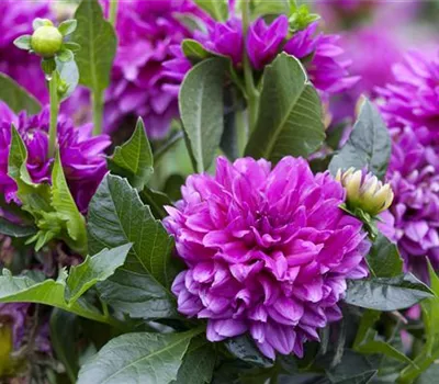 Dahlien pflanzen Dahlien pflanzen