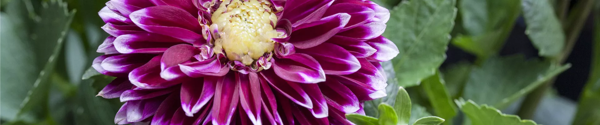 Dahlia 'DALINA™ Maxi Cancun' Dahlia 'DALINA™ Maxi Cancun'