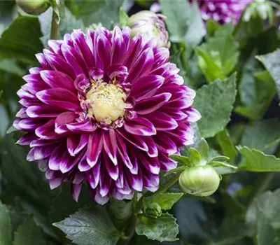 Dahlien nicht zu früh ausgraben Dahlien nicht zu früh ausgraben