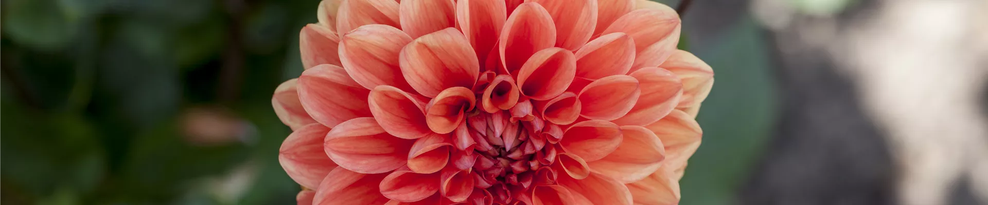 Dahlia 'Orange Nugget' Dahlia 'Orange Nugget'