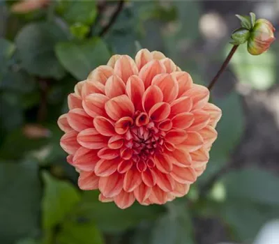 Dahlien: verblühtes abschneiden Dahlien: verblühtes abschneiden