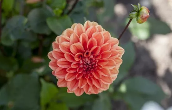 Dahlien: verblühtes abschneiden Dahlien: verblühtes abschneiden