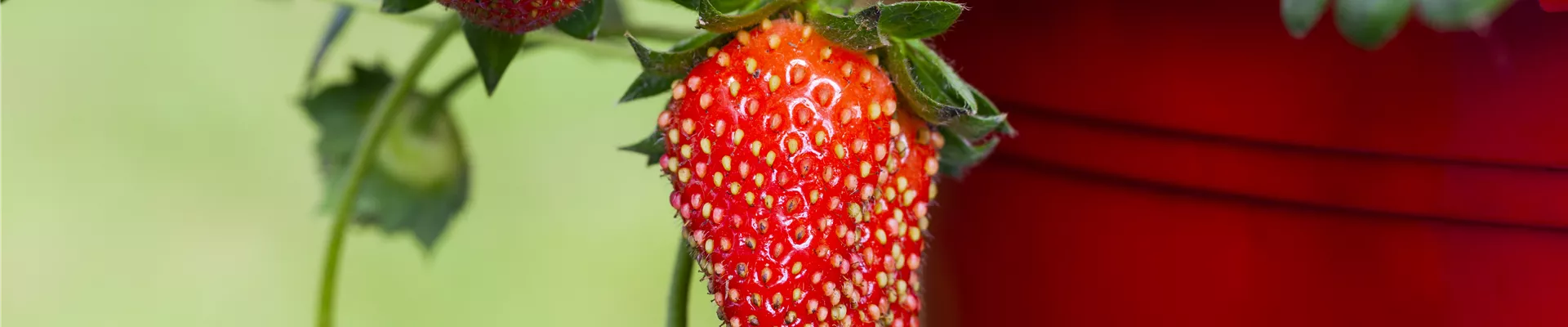 Fragaria x ananassa 'Fragoo® Toscana' Fragaria x ananassa 'Fragoo® Toscana'