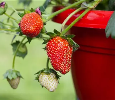 Erdbeeren im Topf ziehen Erdbeeren im Topf ziehen