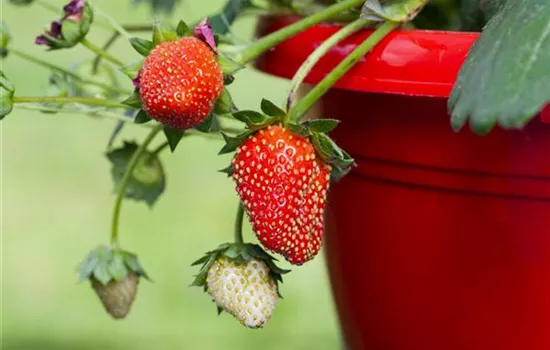 Erdbeeren im Topf ziehen Erdbeeren im Topf ziehen