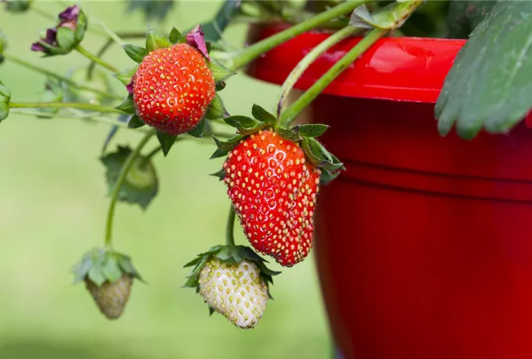 Fragaria x ananassa 'Fragoo® Toscana' Fragaria x ananassa 'Fragoo® Toscana'