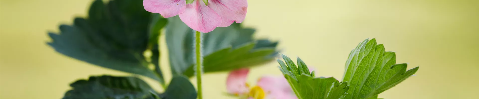 Fragaria x ananassa 'Rosana' Fragaria x ananassa 'Rosana'