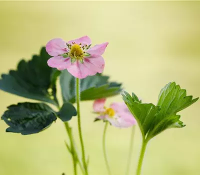 Erdbeeren setzen Erdbeeren setzen